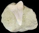 Mako Shark Tooth Fossil In Rock - Sharktooth Hill, CA #46487-1